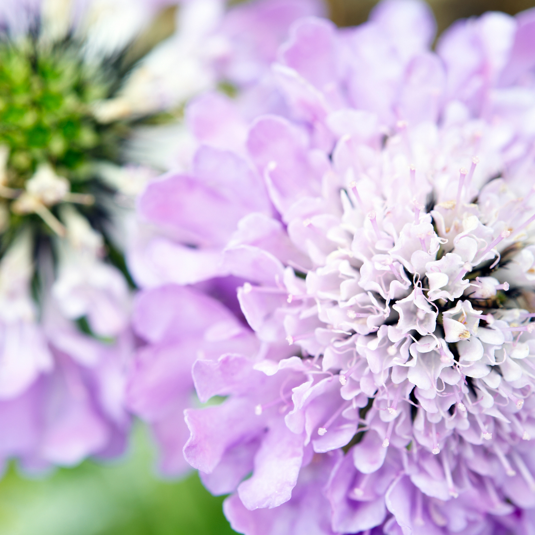 How to Grow Scabiosa