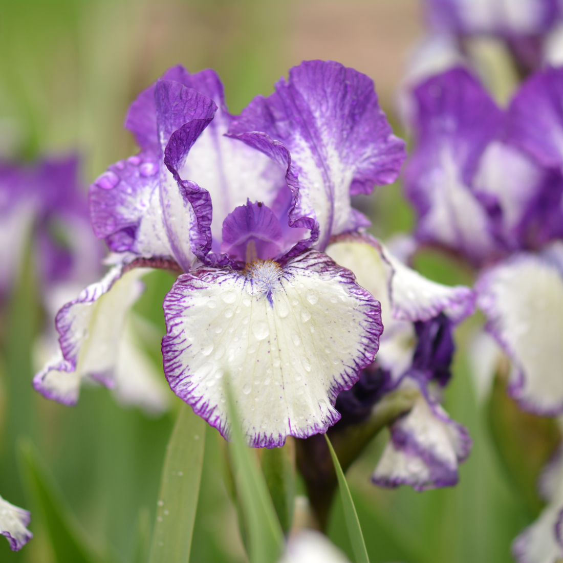 How to Grow Iris