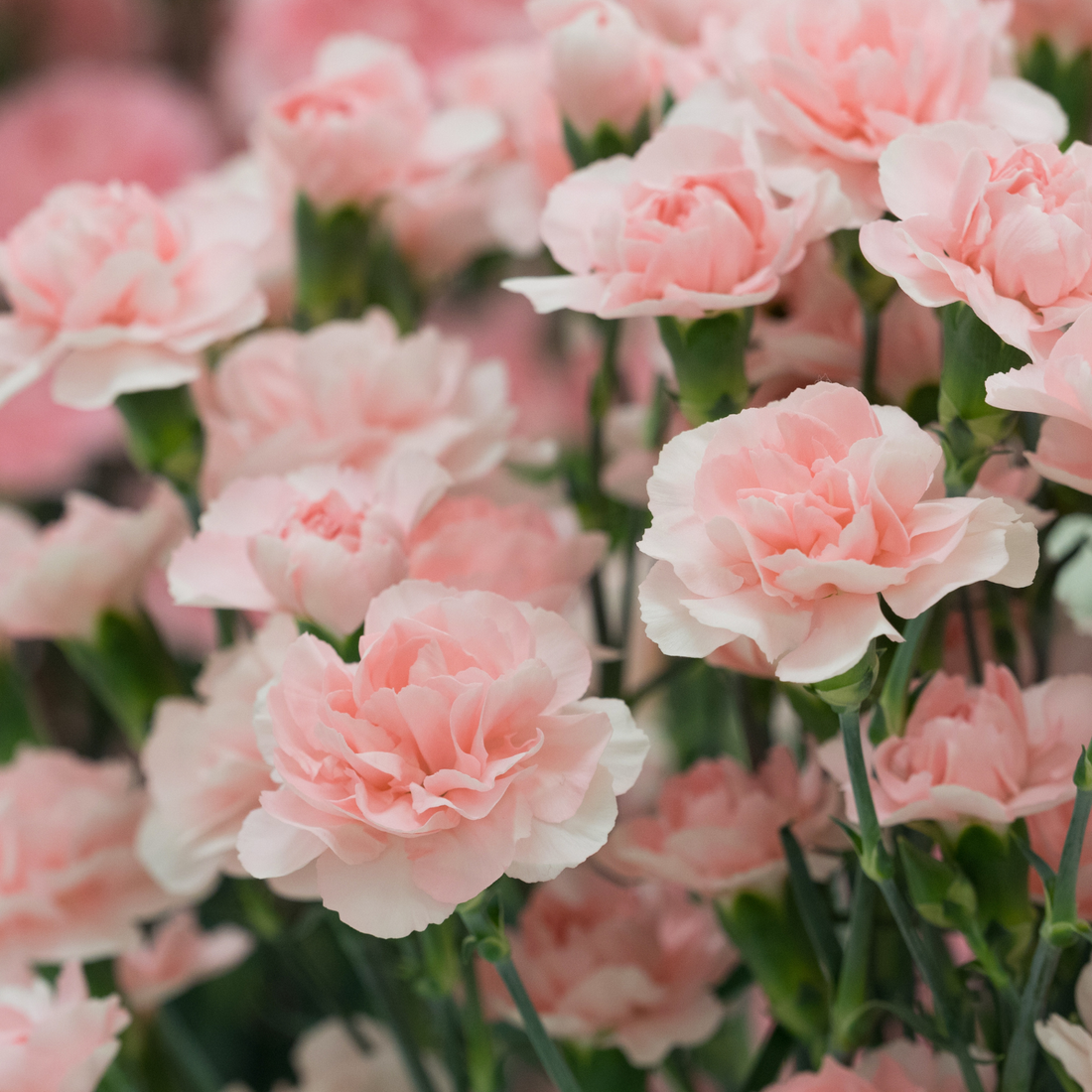 How to Grow Dianthus