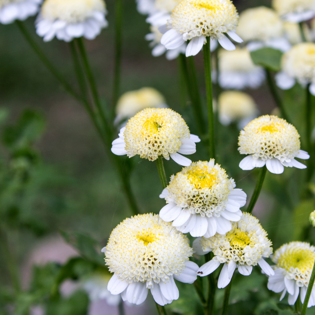 How to Grow Feverfew