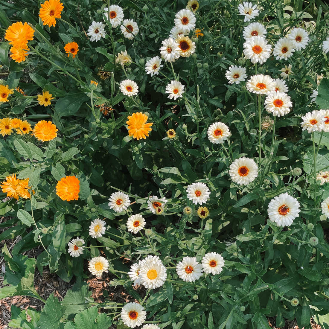 How to Grow Calendula