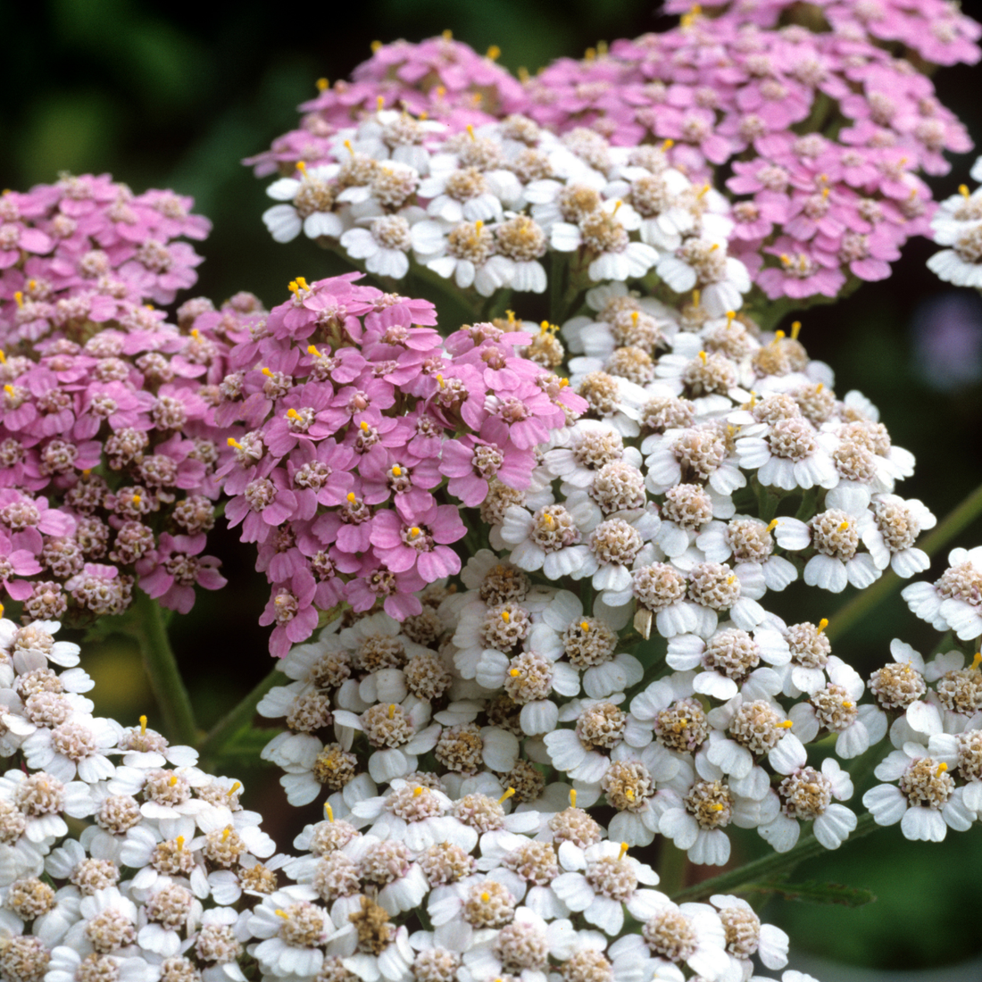 How to Grow Yarrow