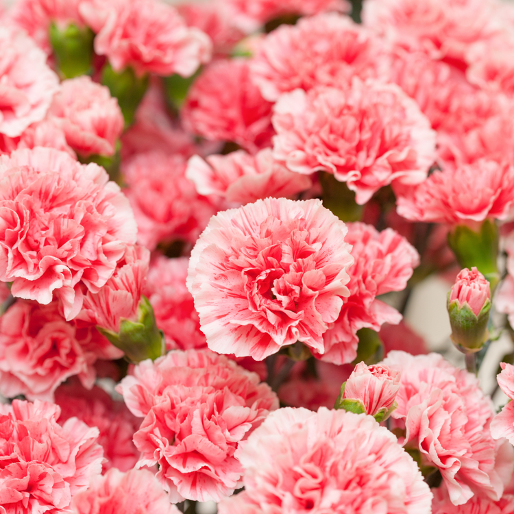 Dianthus