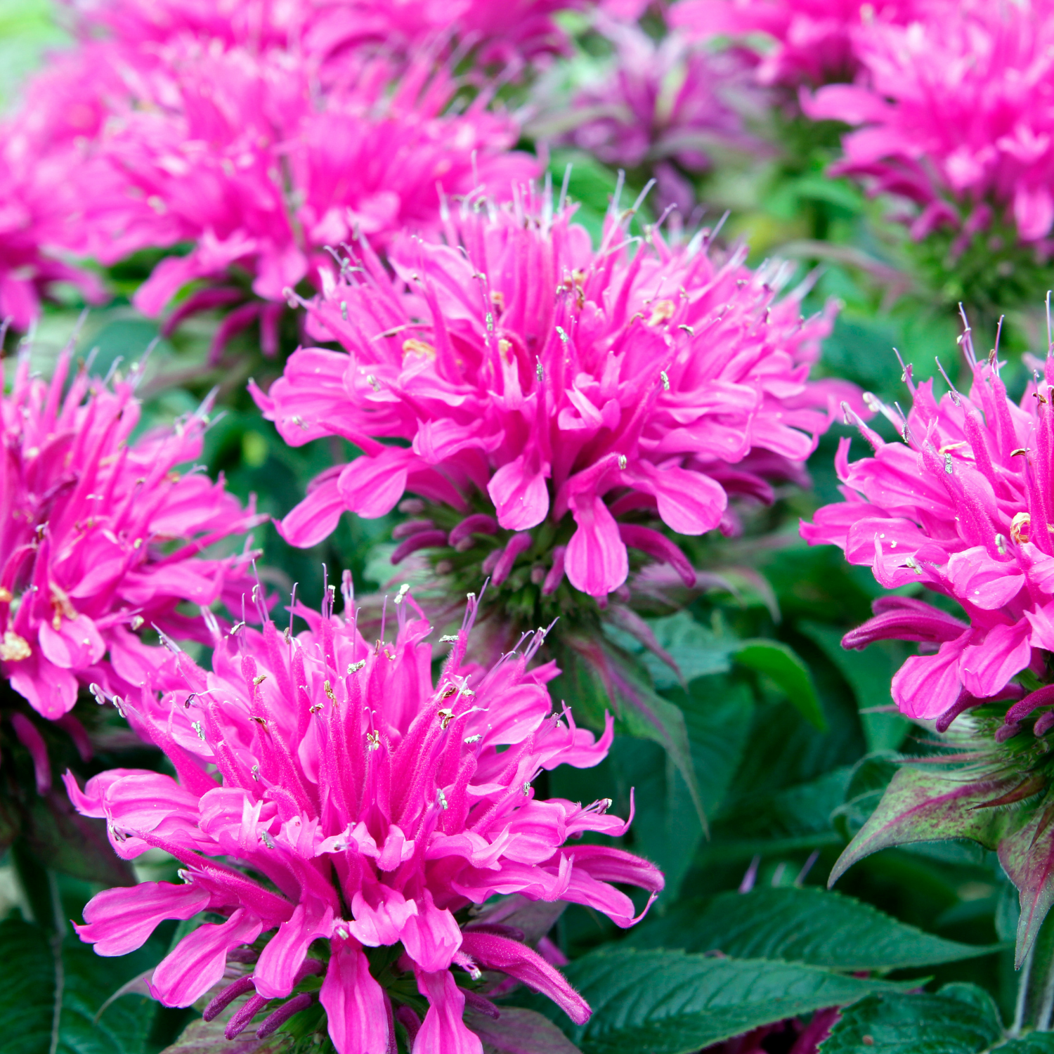 Bee Balm