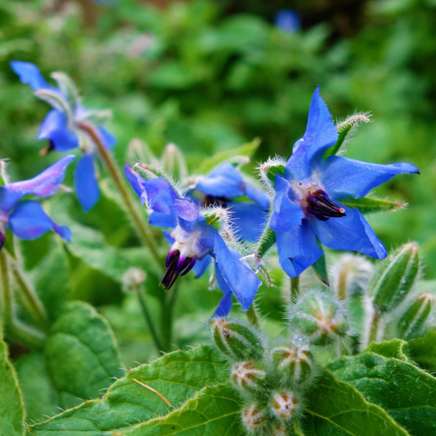 Borage