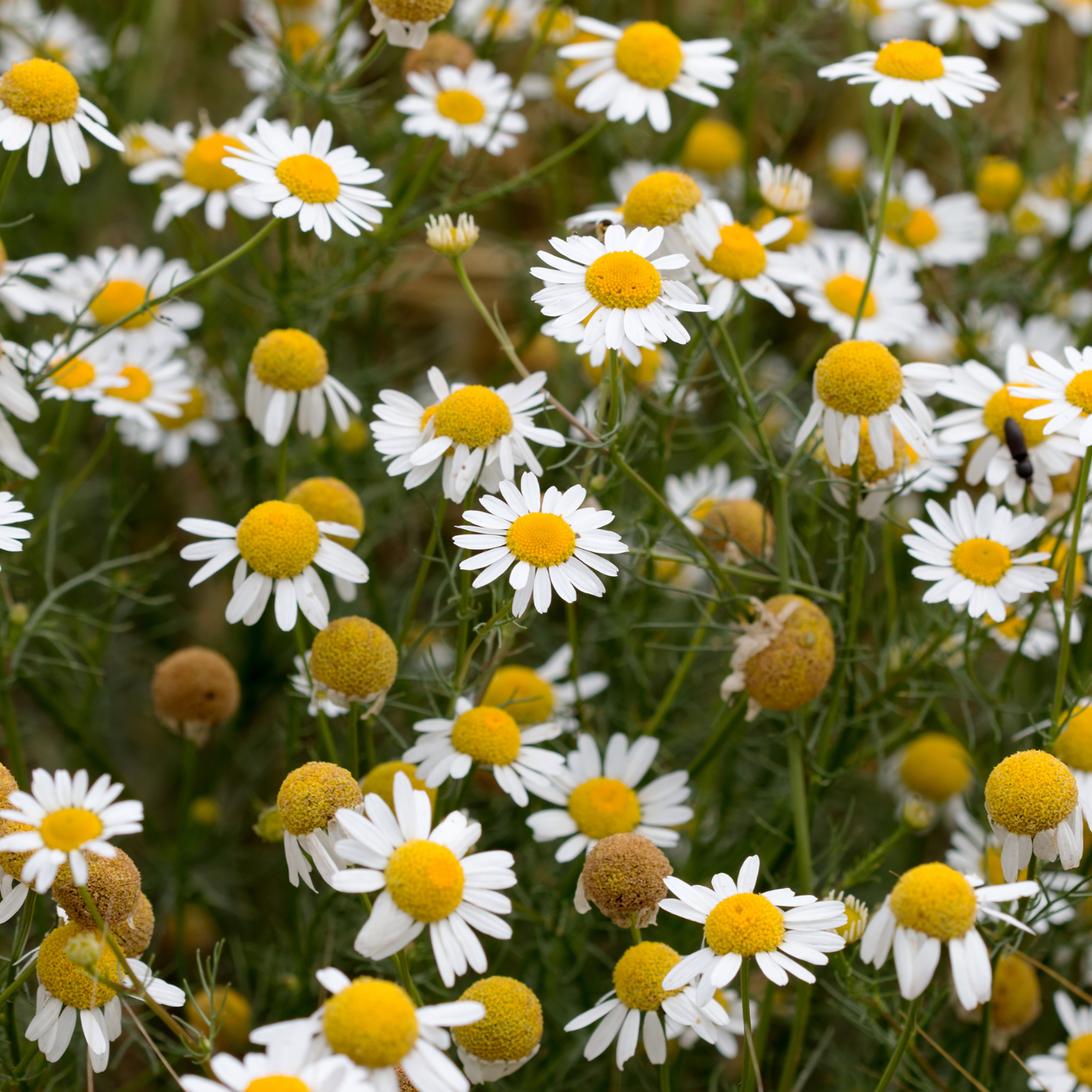 Chamomile