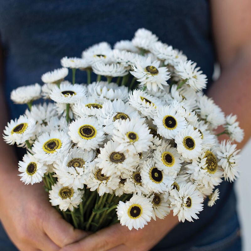 Helipterum Pierrot White | 50 Seeds