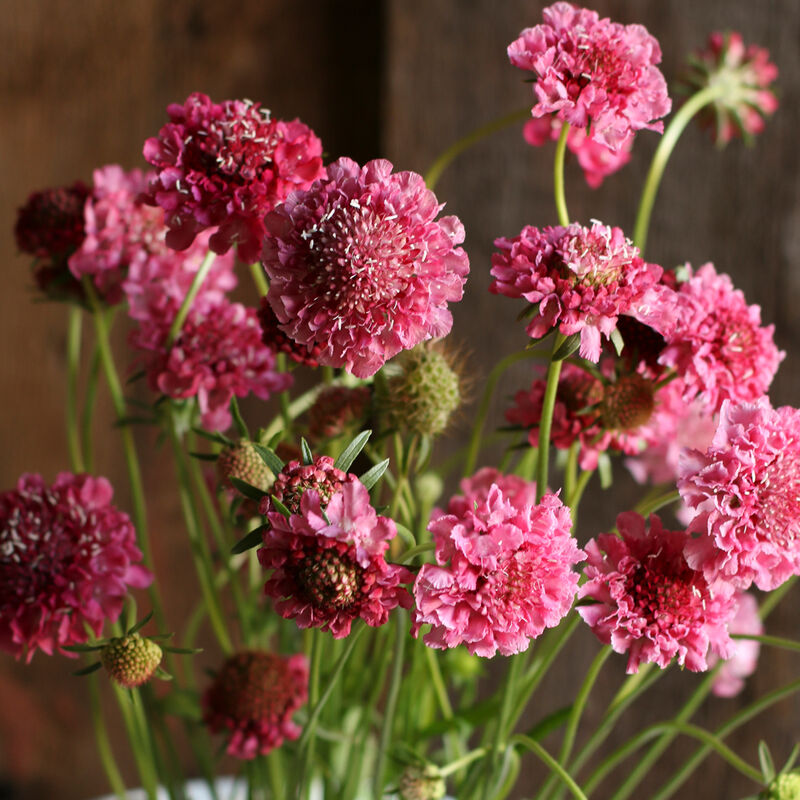 Scabiosa Salmon Rose | 25 Seeds