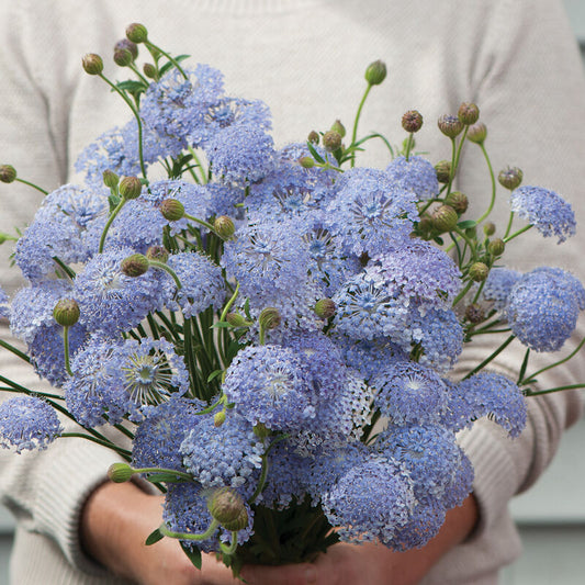 Didiscus Lacy Lavender Blue | 50 Seeds