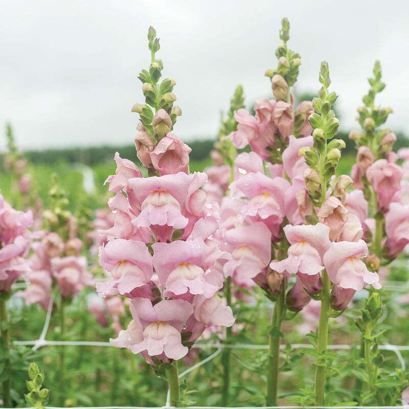 Snapdragon Opus III Lavender | 25 Seeds