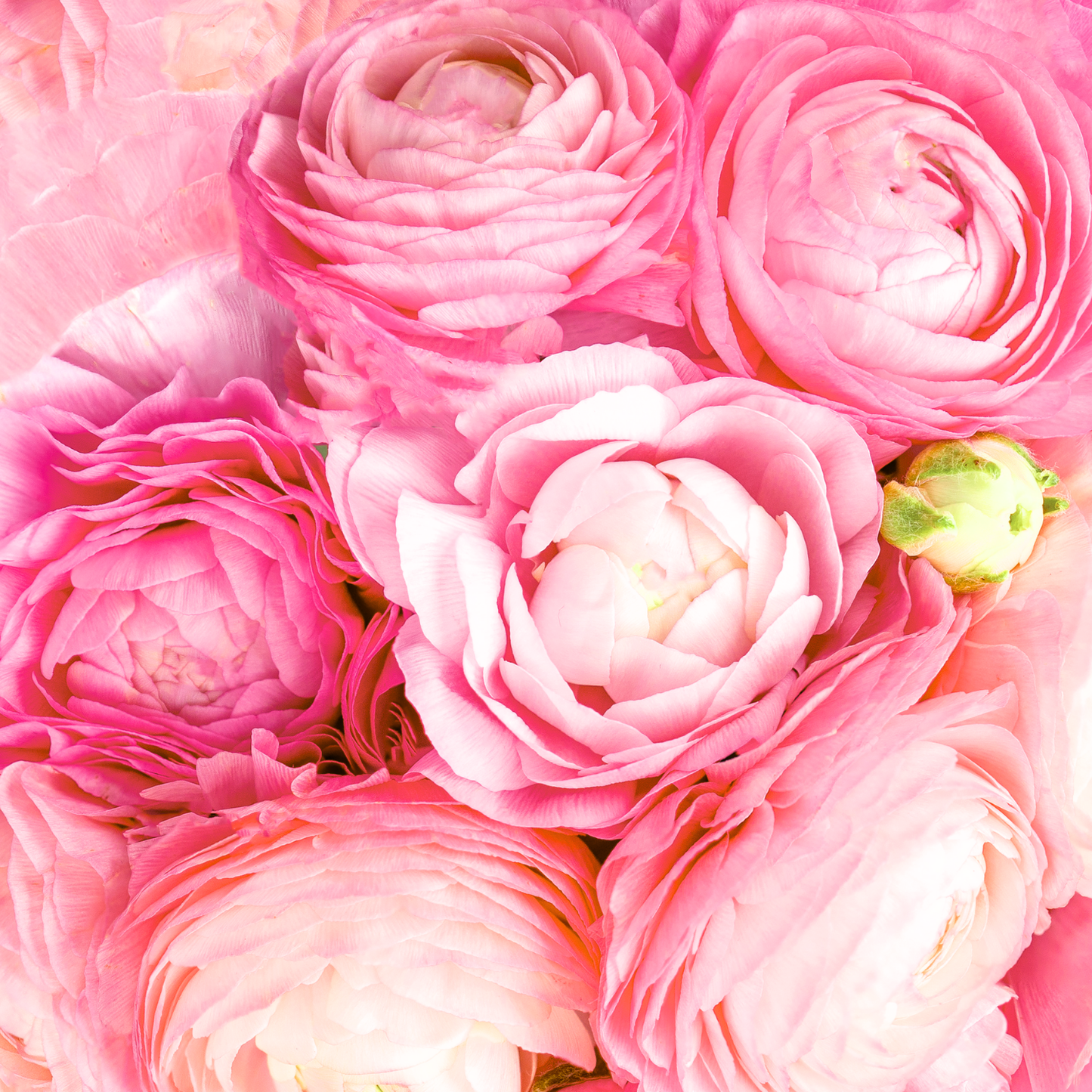 Ranunculus Aviv Pink | 10 Corms