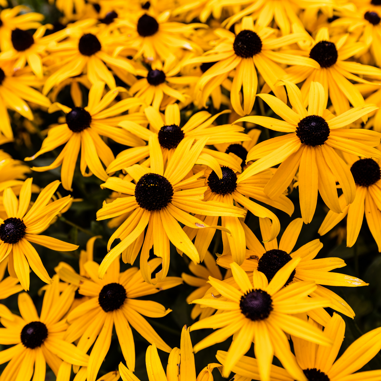 Black Eyed Susan | 100 Seeds