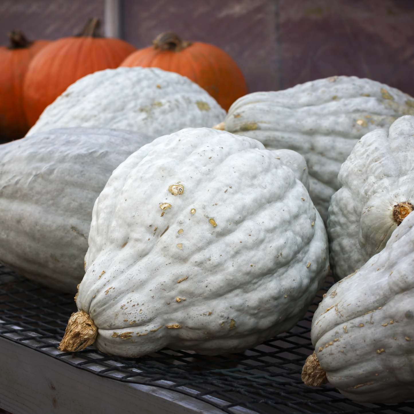 Squash Blue Hubbard | 15 Seeds