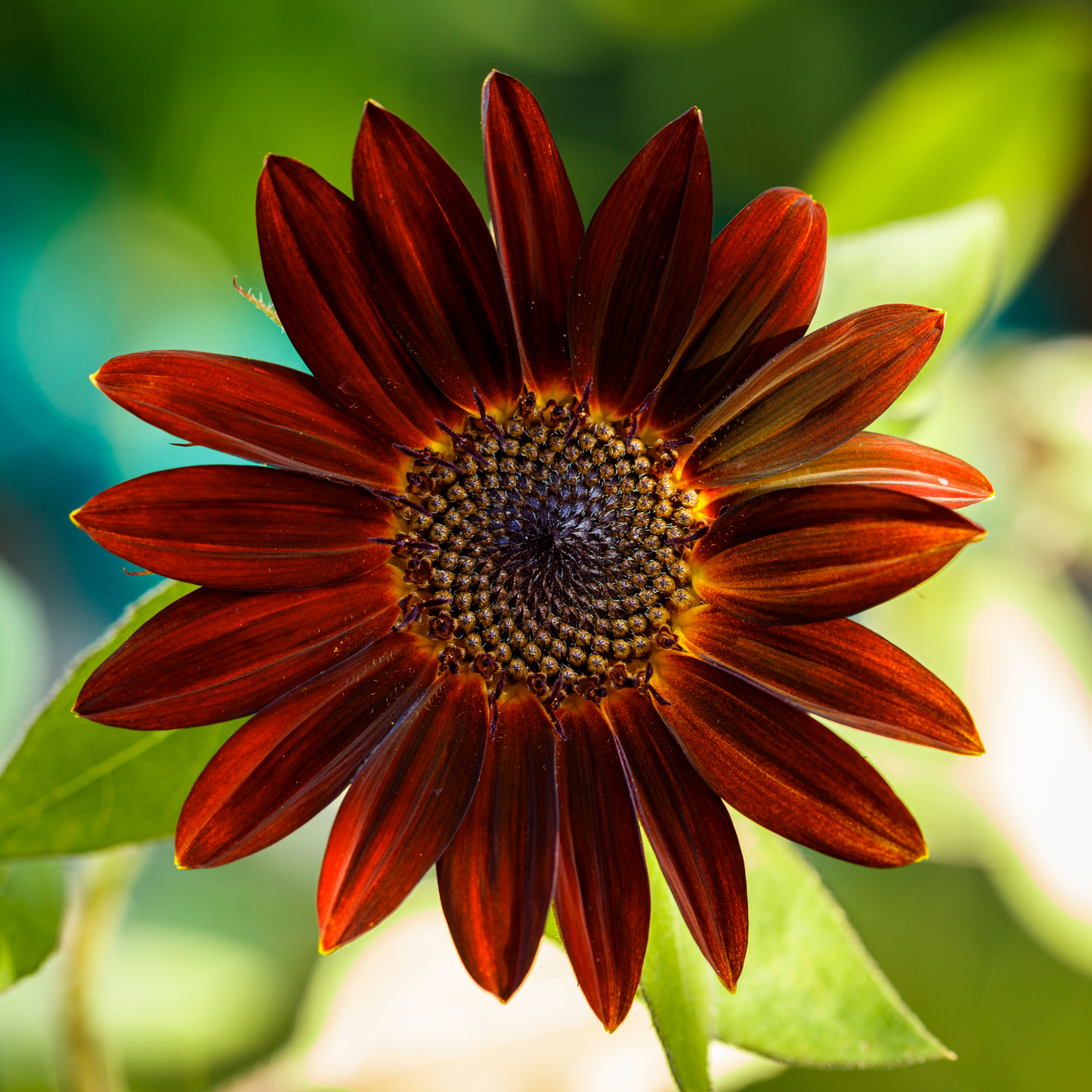 Sunflower Velvet Queen | 25 Seeds