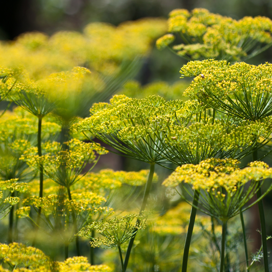 Dill Bouquet | 100 Seeds