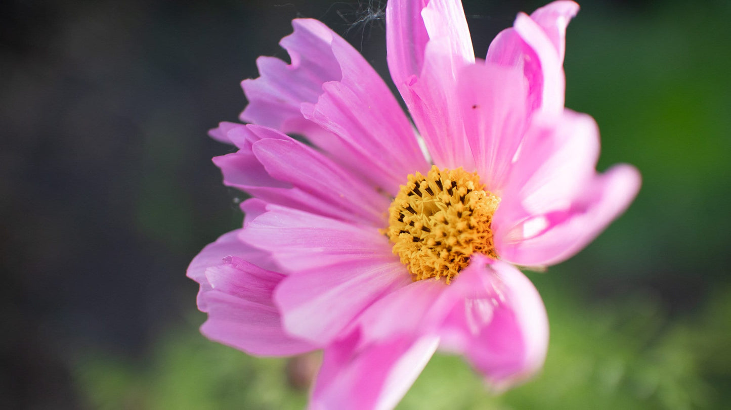 Cosmos Double Click Rose | 25 Seeds