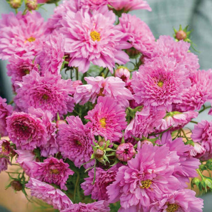 Cosmos Double Click Rose | 25 Seeds