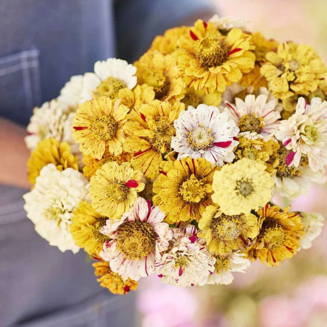 Zinnia Peppermint Stick Mix | 50 Seeds