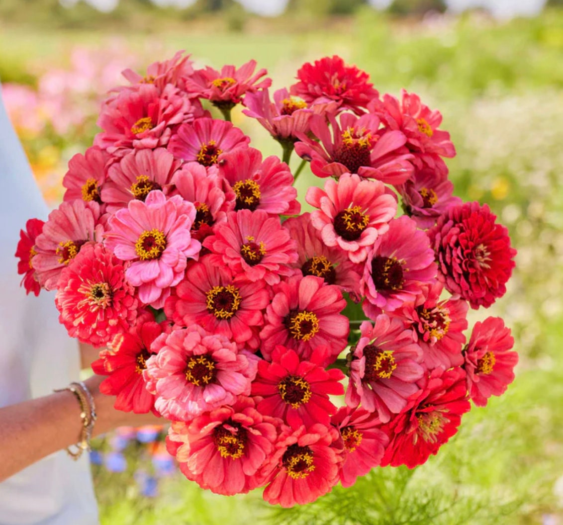 Zinnia Salmon Queen | 25 Seeds