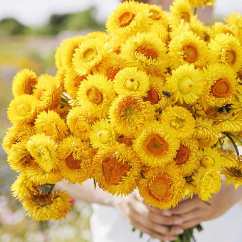 Strawflower Golden Yellow | 25 Seeds