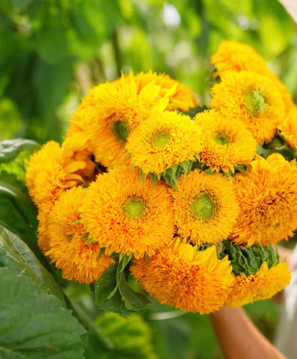 Sunflower Dwarf Sungold | 25 Seeds