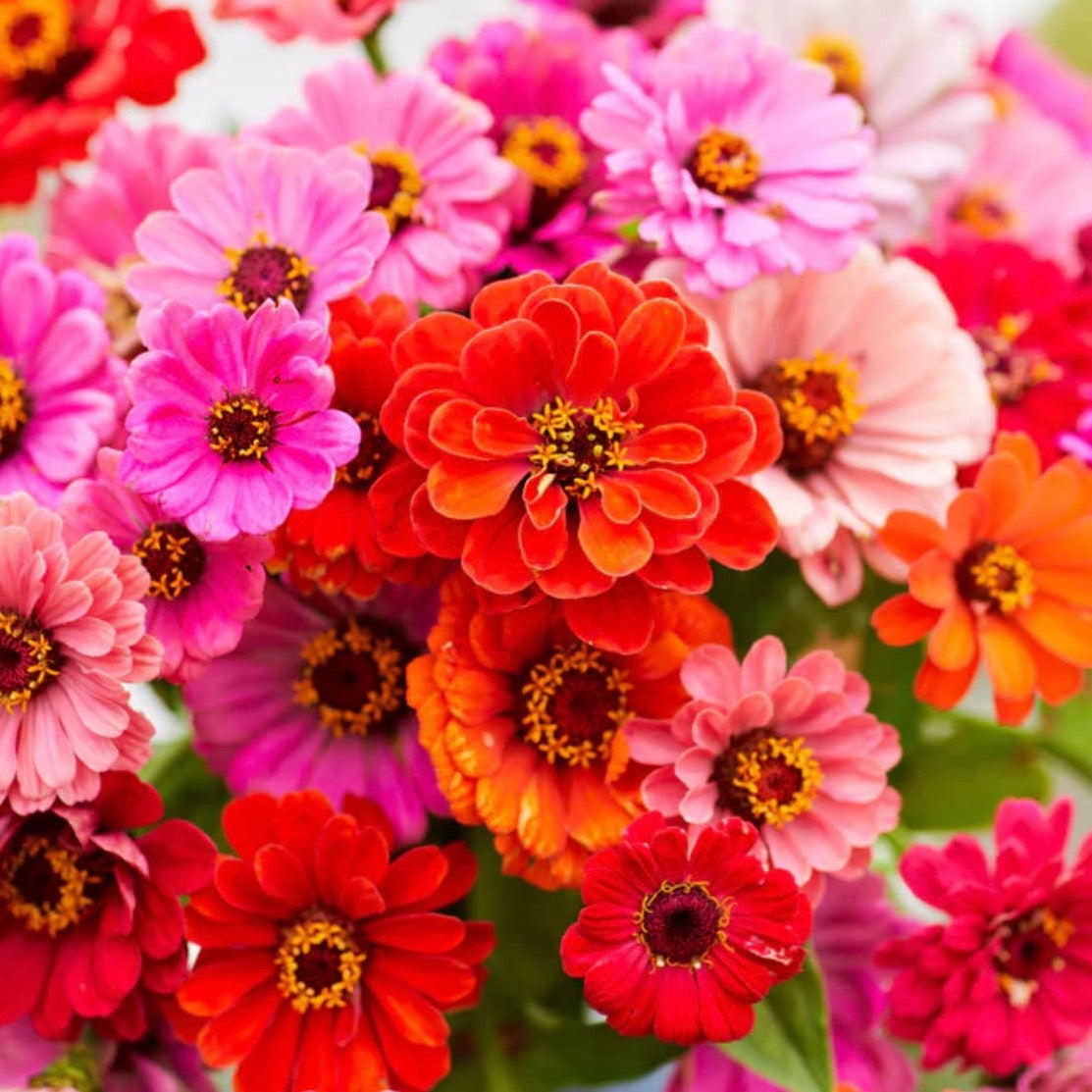 Zinnia Dahlia Flowered | 50 Seeds