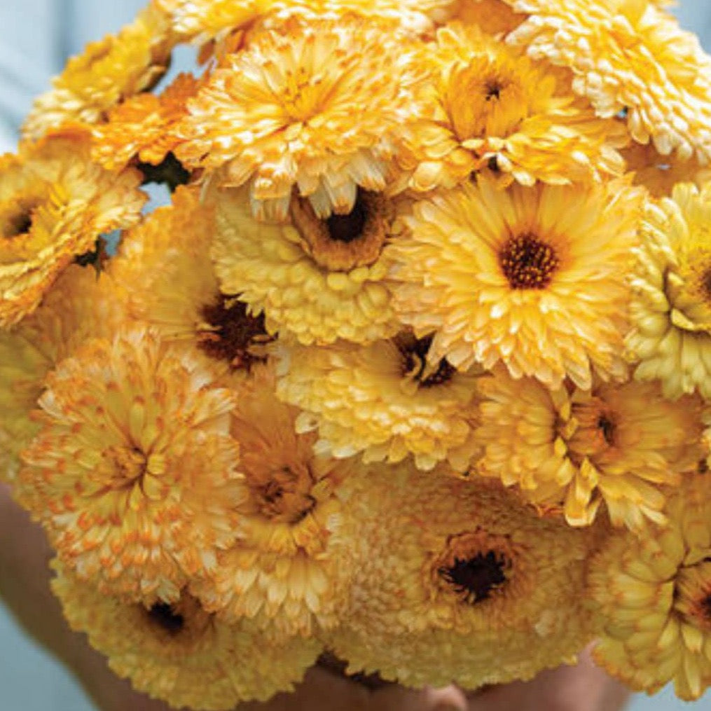 Calendula Pacific Apricot | 25 Seeds