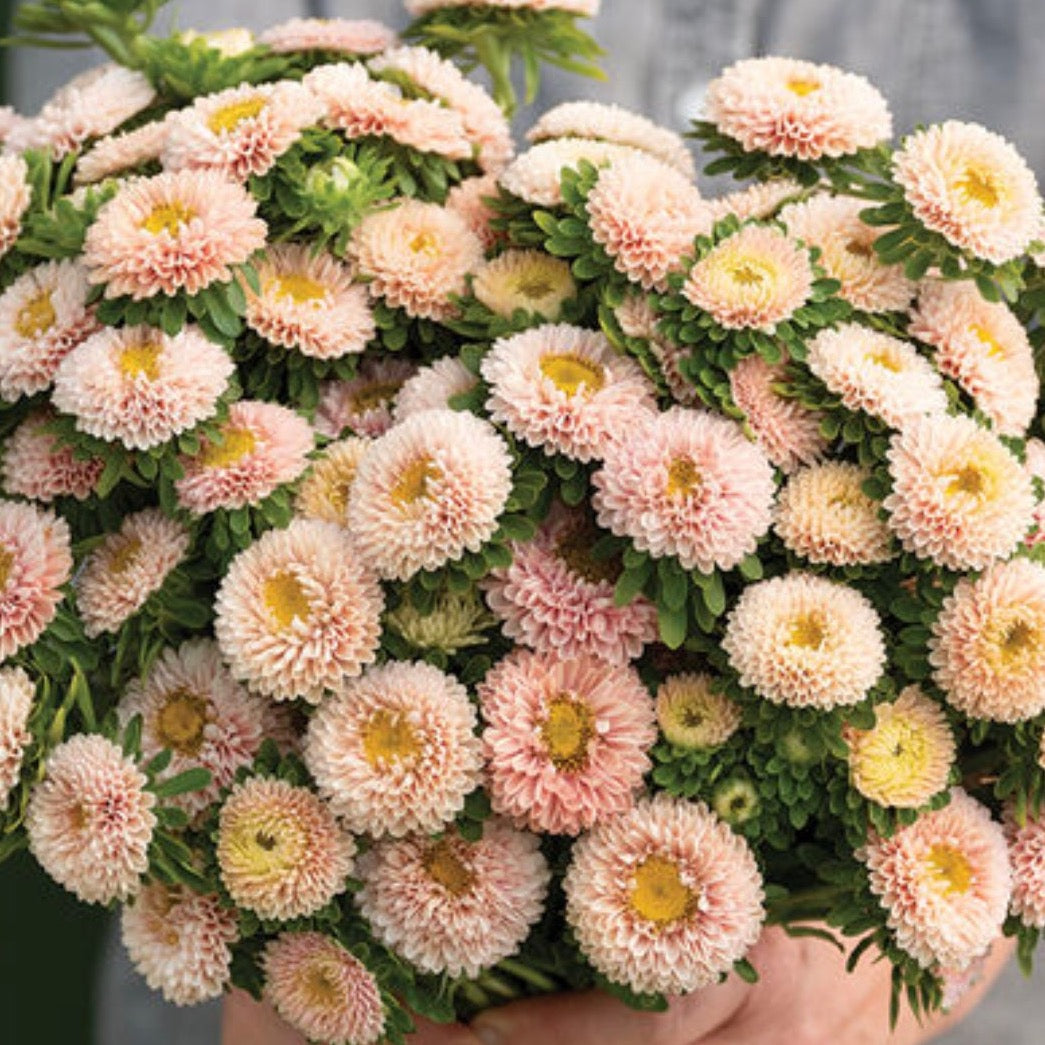 China Aster Matsumoto Apricot | 25 Seeds