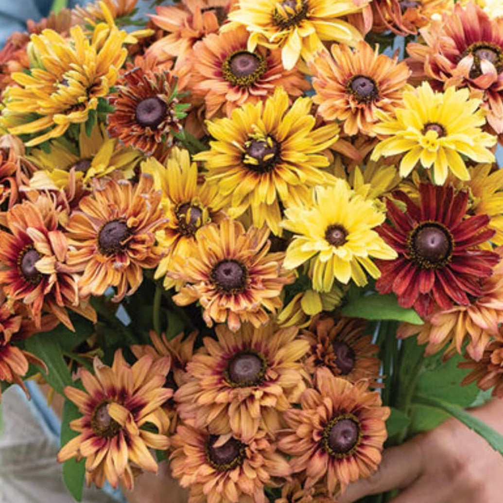 Rudbeckia Sahara | 25 Seeds