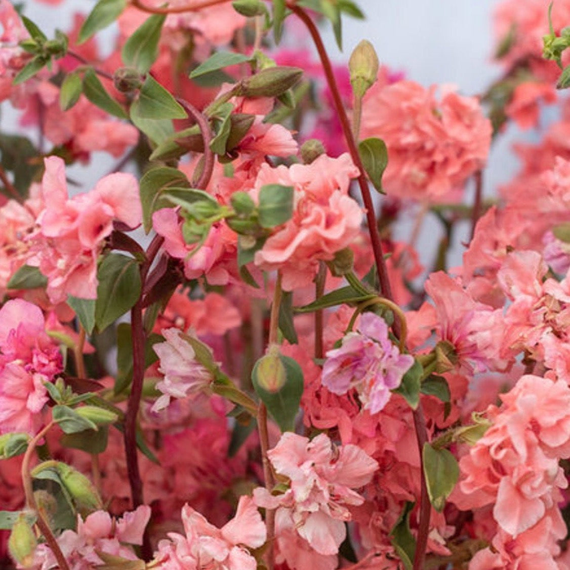 Clarkia Elegant Salmon | 25 Seeds