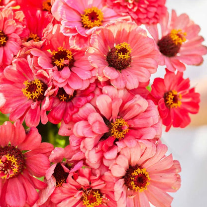 Zinnia Salmon Queen | 25 Seeds