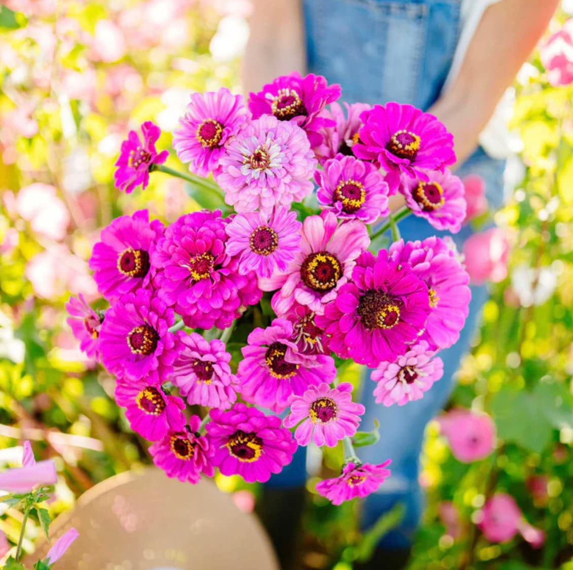 Zinnia Dream | 25 Seeds