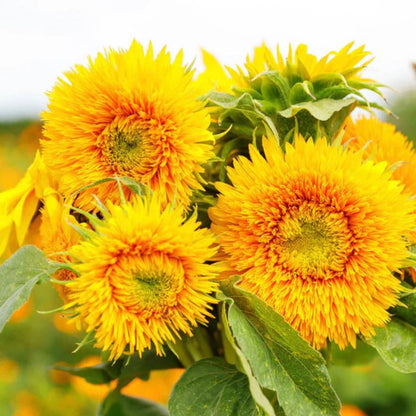 Sunflower Dwarf Sungold | 25 Seeds