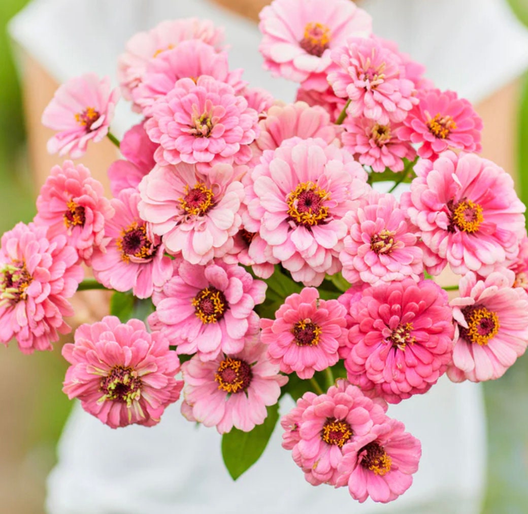 Zinnia Luminosa | 25 Seeds