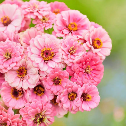 Zinnia Luminosa | 25 Seeds