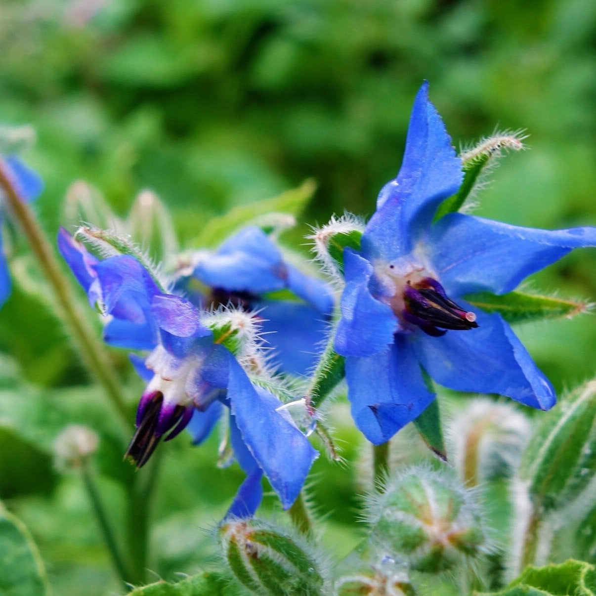 Borage Seeds | 100 Seeds