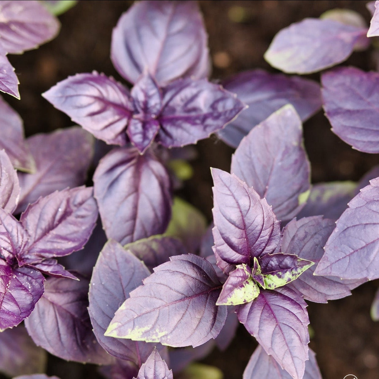 Basil Dark Opal | 200 Seeds