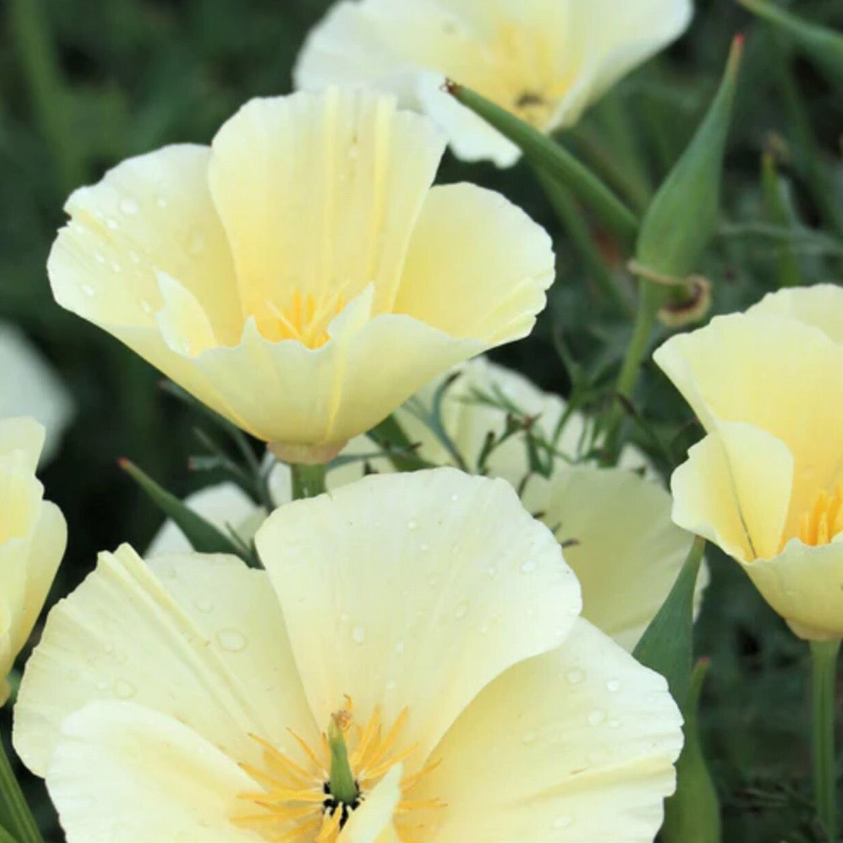 California Poppy Alba | 100 Seeds