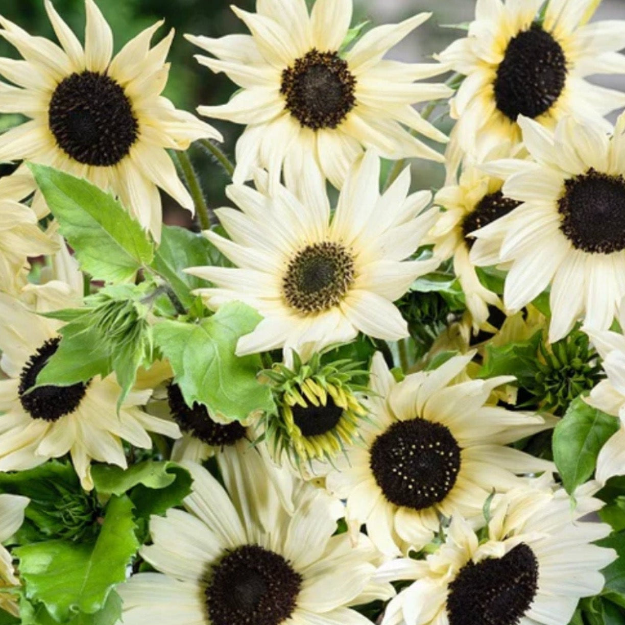 Sunflower Italian White | 25 Seeds