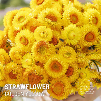 Strawflower Golden Yellow | 25 Seeds