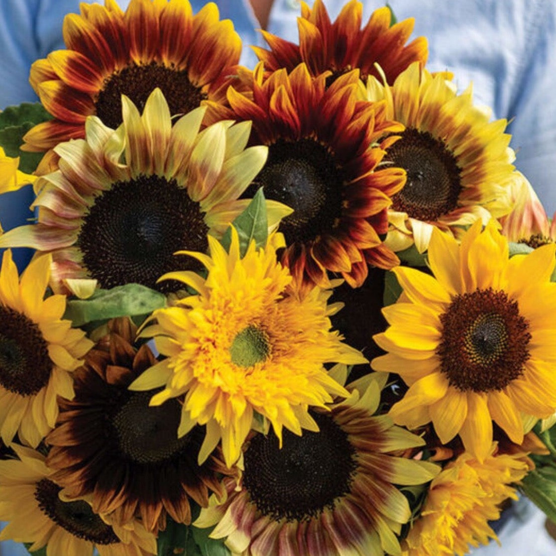 Sunflower Summer Breeze | 25 Seeds