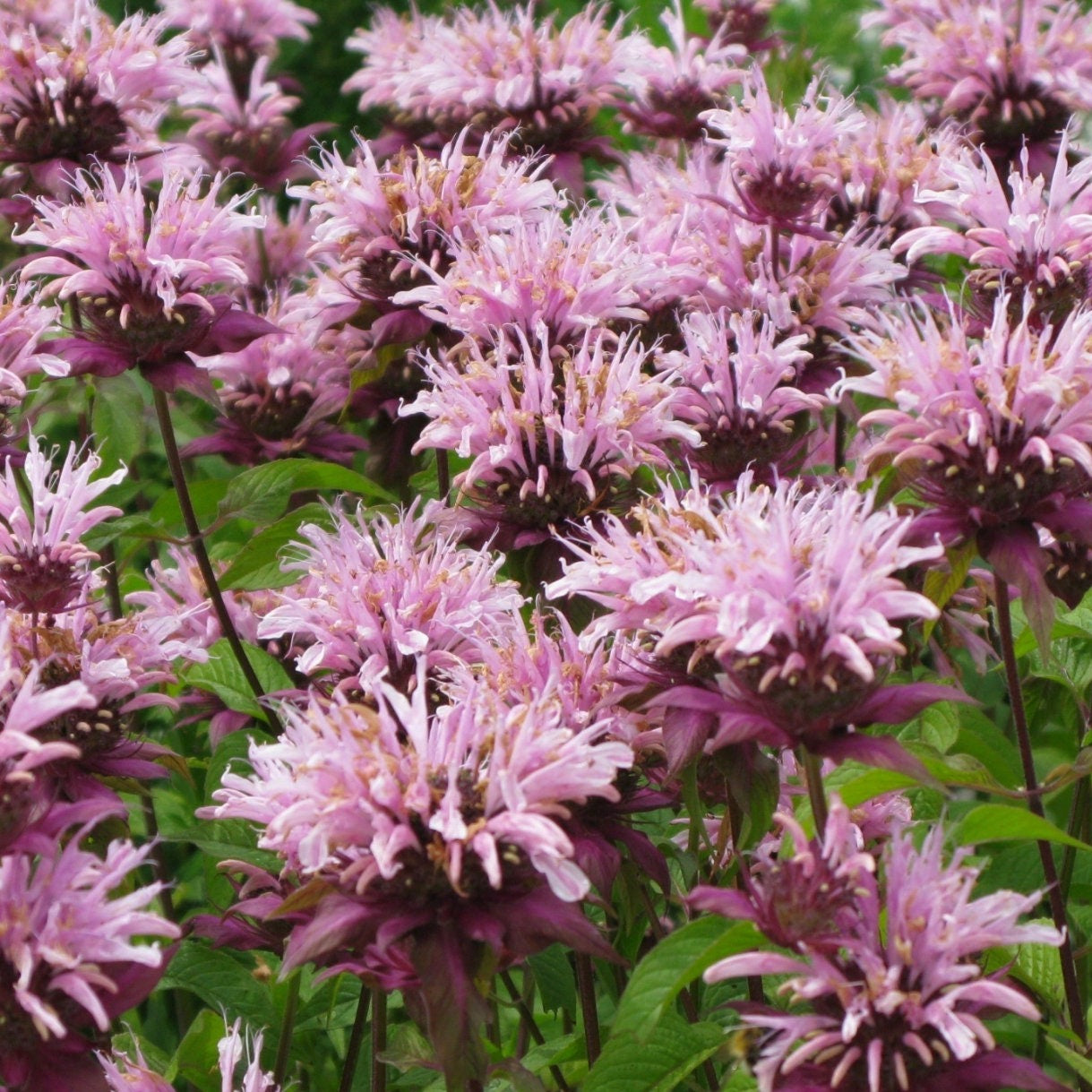 Bee Balm Lemon Mint | 50 Seeds