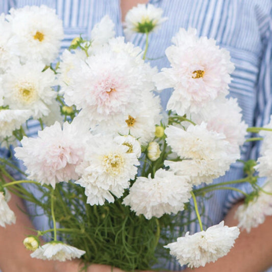 Cosmos Double Click Snow Puff | 25 Seeds