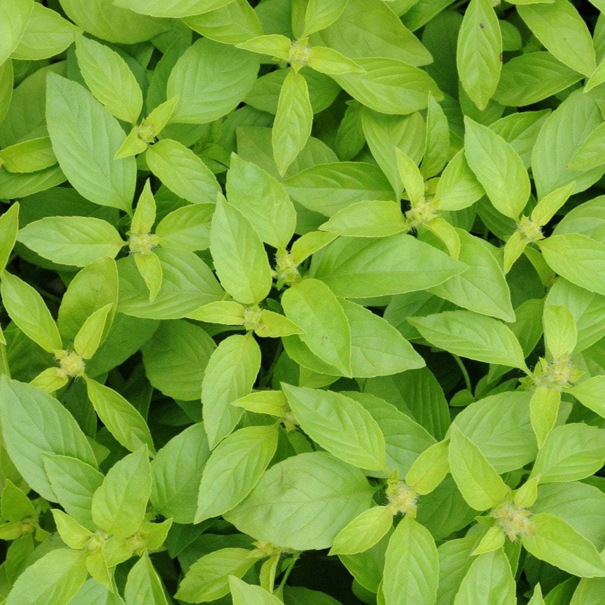 Basil Lemon | 200 Seeds