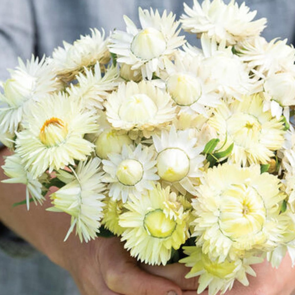 Strawflower Creamy White | 25 Seeds