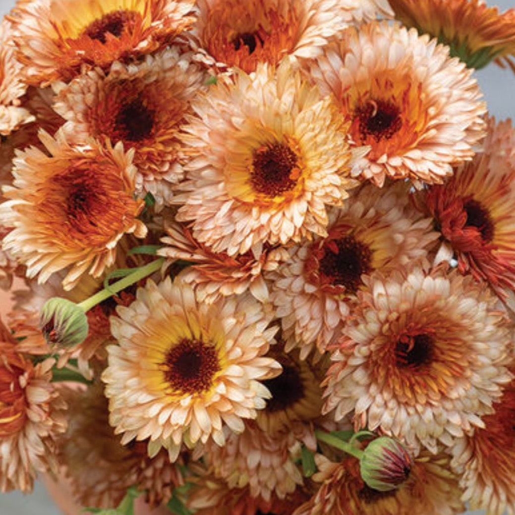 Calendula Orange Flash | 25 Seeds