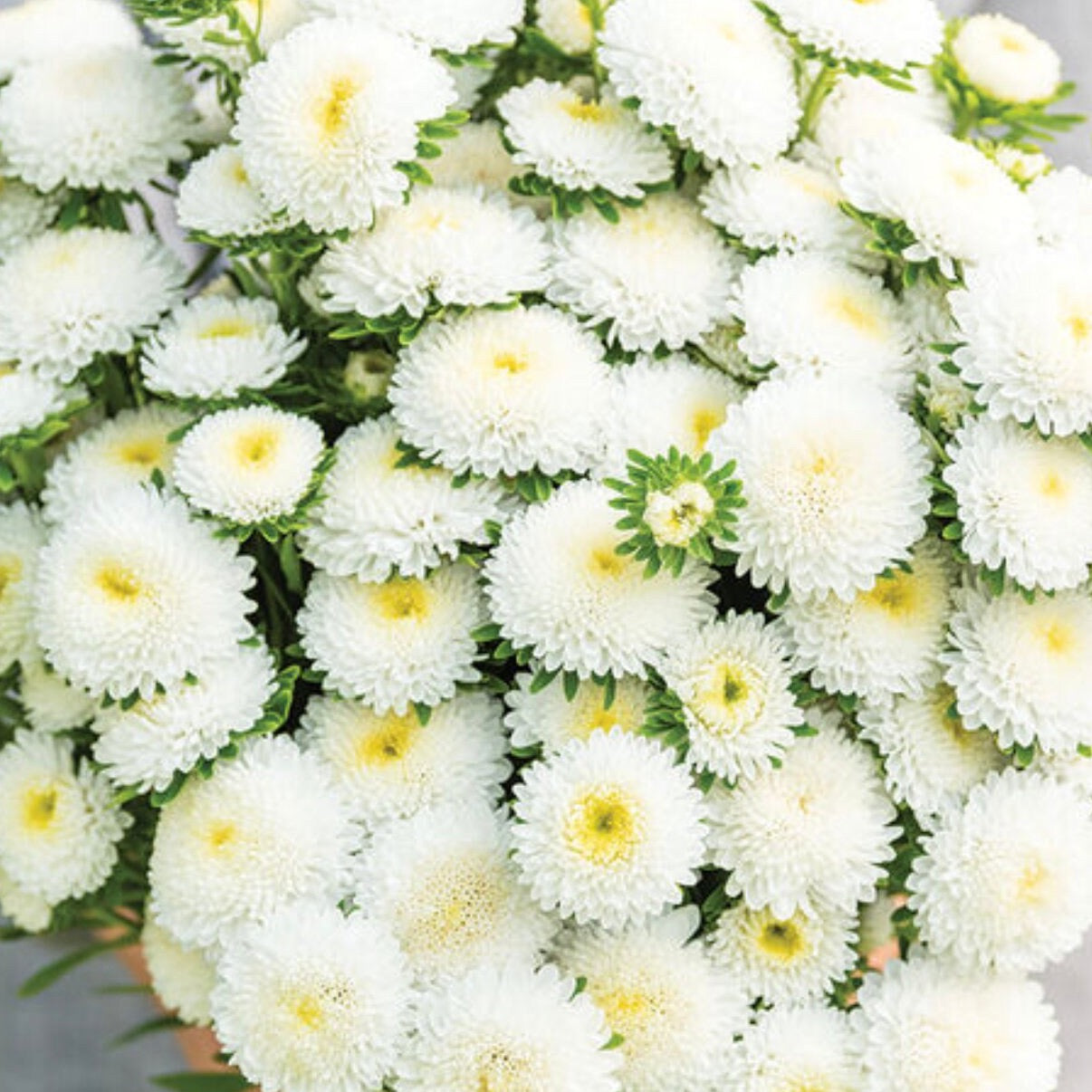 China Aster Bonita White | 25 Seeds