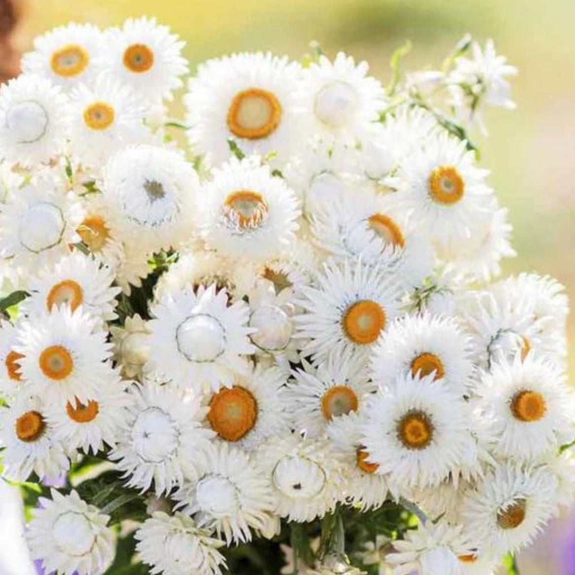 Strawflower Monster White | 25 Seeds