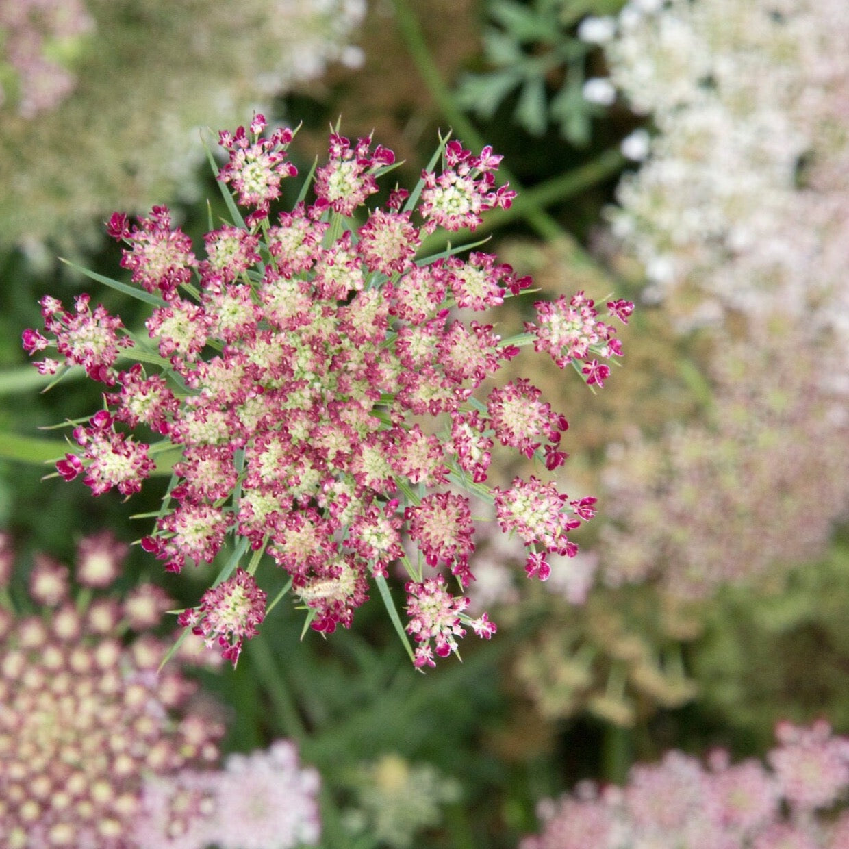 Daucus Purple Kisses | 50 Seeds