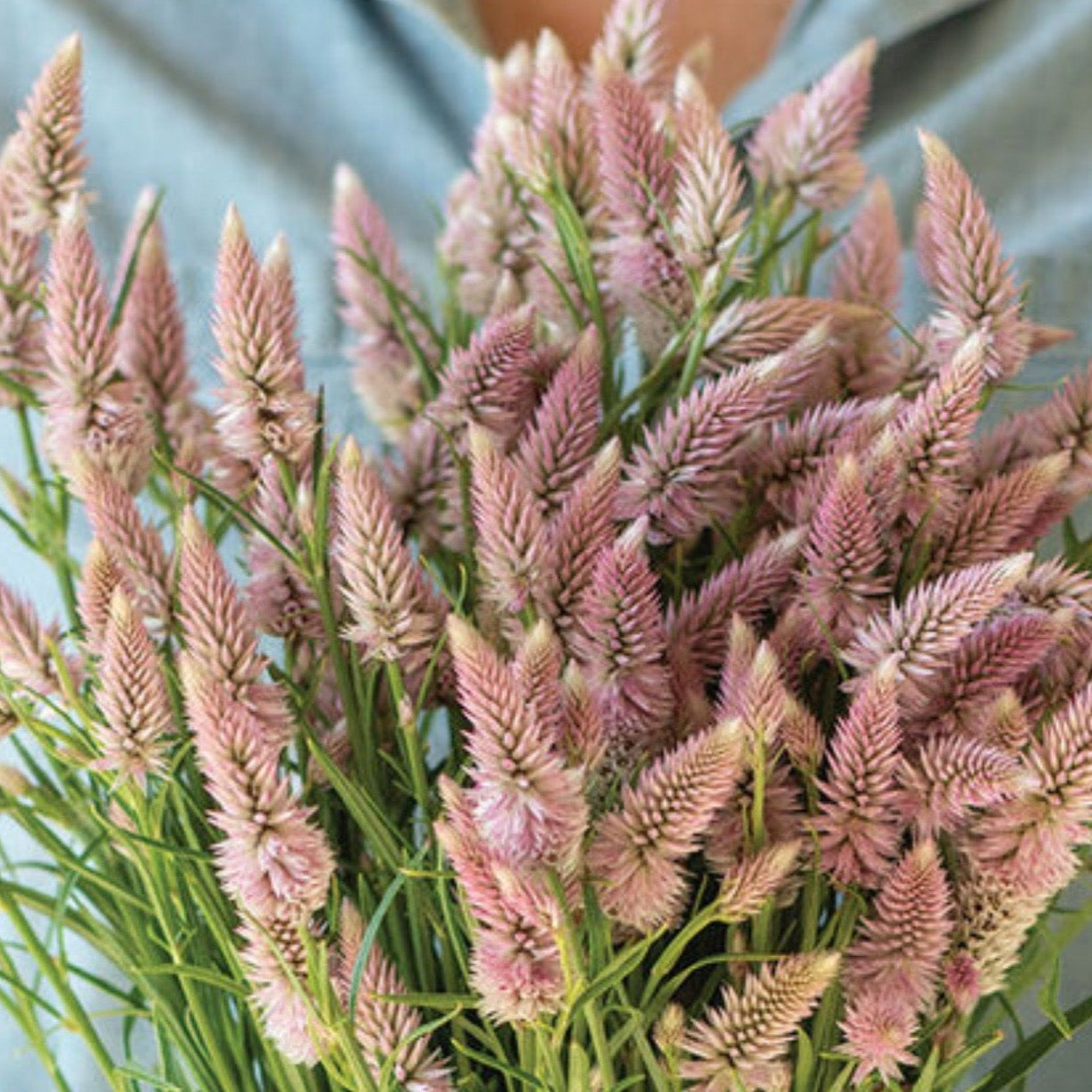 Celosia Flamingo Feather | 50 Seeds